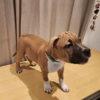 Magnifique chiots american staffordshire terrier #4