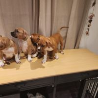 Magnifique chiots american staffordshire terrier #5
