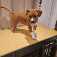 Magnifique chiots american staffordshire terrier #6