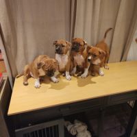 Magnifique chiots american staffordshire terrier