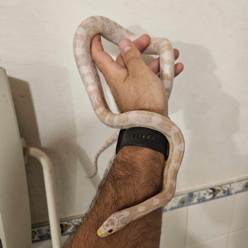 Elaphe guttata femelle