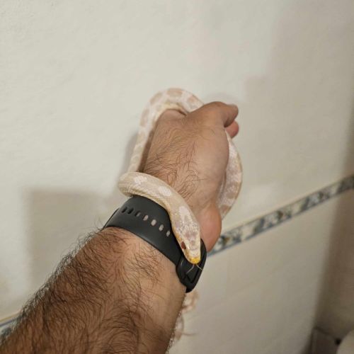 Elaphe guttata femelle #2