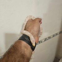 Elaphe guttata femelle #2