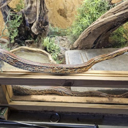 Elaphe guttata mâle