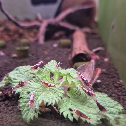 Caridina pinto red #1