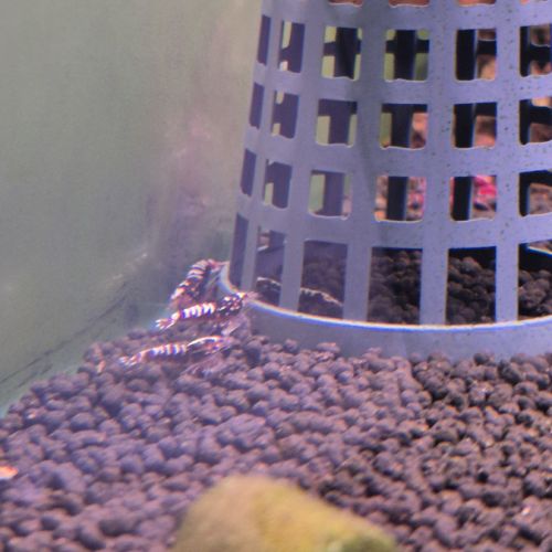 Caridina pinto red #3