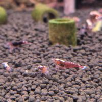 Caridina pinto red