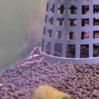 Caridina pinto red #3