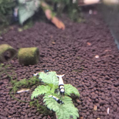 Caridinas pinto black #2