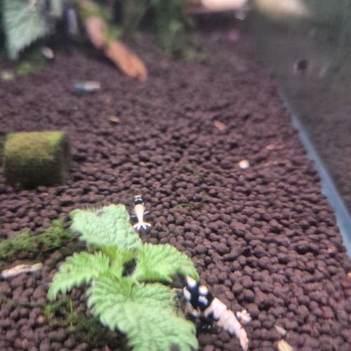 Caridinas pinto black #3