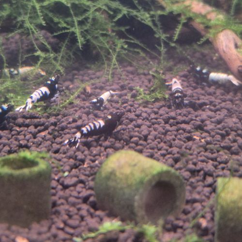 Caridinas pinto black #4