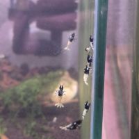 Caridinas pinto black #0