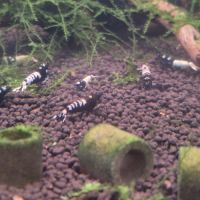 Caridinas pinto black #4