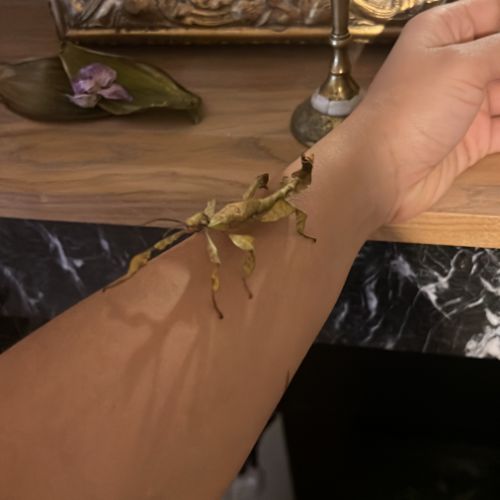 Vente phasme scorpion #1