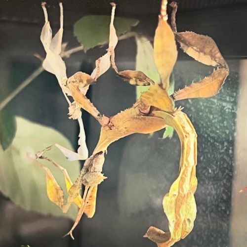 Vente phasme scorpion #2