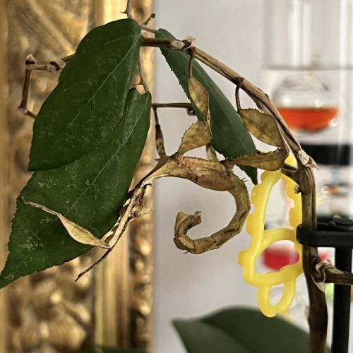 Vente phasme scorpion #3