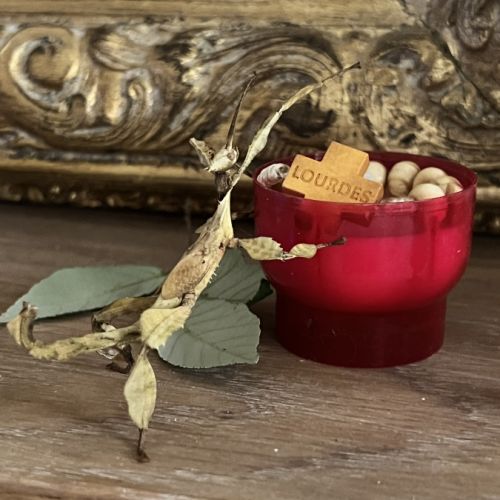 Vente phasme scorpion #4