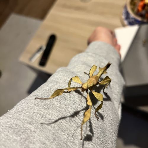 Vente phasme scorpion #7