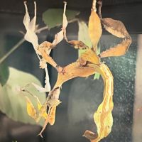 Vente phasme scorpion #2