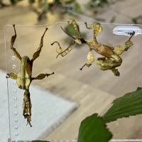 Vente phasme scorpion #5