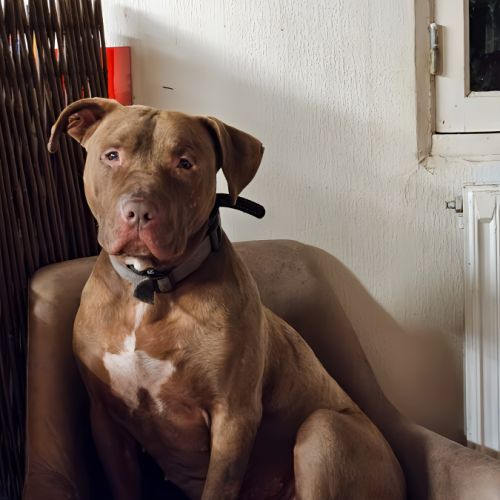 Denver,6 ans,cherche un bon foyer #1