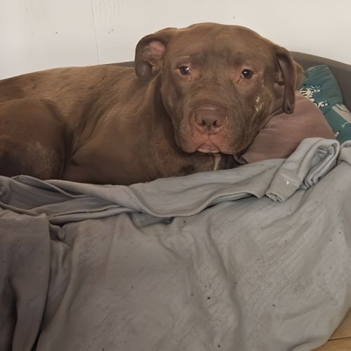 Denver,6 ans,cherche un bon foyer #3