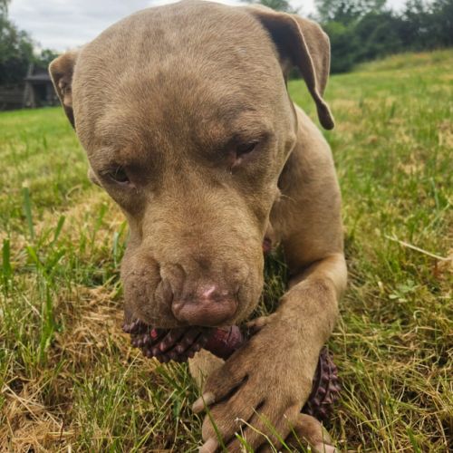 Denver,6 ans,cherche un bon foyer #4