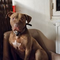 Denver,6 ans,cherche un bon foyer #1