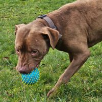 Denver,6 ans,cherche un bon foyer #0