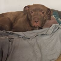 Denver,6 ans,cherche un bon foyer #3