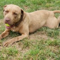 Denver,6 ans,cherche un bon foyer #5