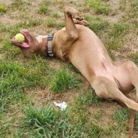 Denver,6 ans,cherche un bon foyer #6