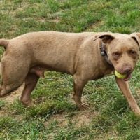 Denver,6 ans,cherche un bon foyer #7