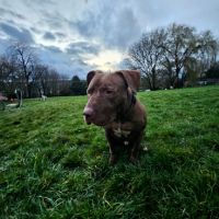 Denver,6 ans,cherche un bon foyer #8