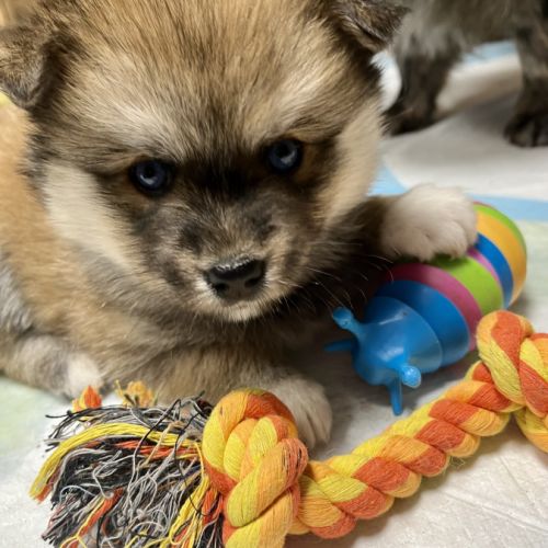 Adorables femelles pomsky f1 #3