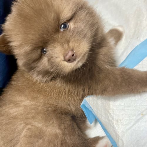 Adorables femelles pomsky f1 #5