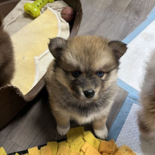 Adorables femelles pomsky f1 #6
