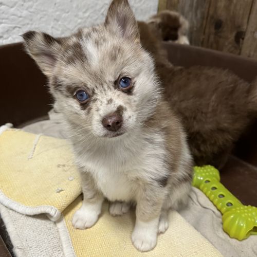 Adorables femelles pomsky f1 #7