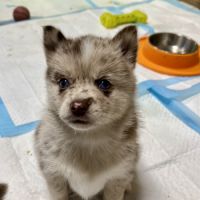 Adorables femelles pomsky f1 #1
