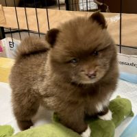 Adorables femelles pomsky f1