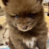 Adorables femelles pomsky f1 #4