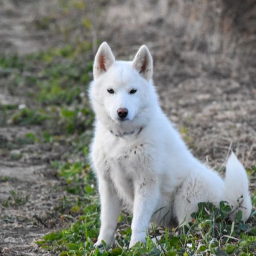 Chiots husky sibérien lof blancs – 6 mois – 2 mâle #2