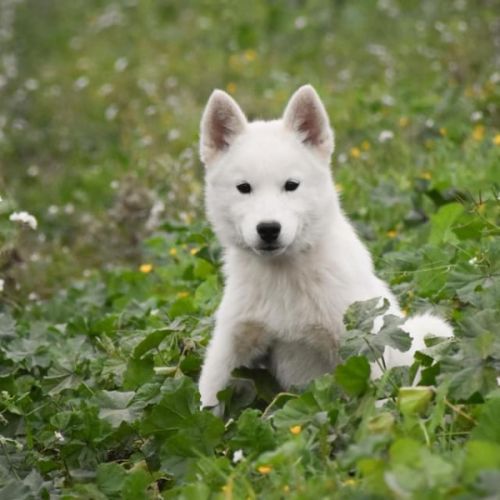 Chiots husky sibérien lof blancs – 6 mois – 2 mâle #3