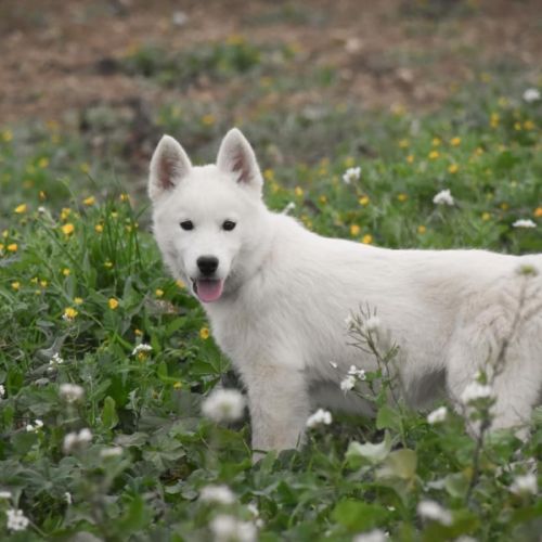 Chiots husky sibérien lof blancs – 6 mois – 2 mâle #4
