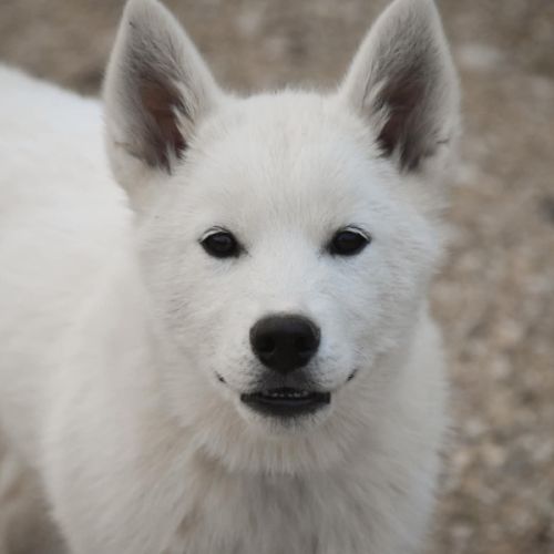 Chiots husky sibérien lof blancs – 6 mois – 2 mâle #5