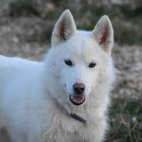 Chiots husky sibérien lof blancs – 6 mois – 2 mâle #1