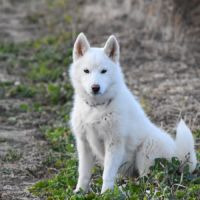 Chiots husky sibérien lof blancs – 6 mois – 2 mâle #2