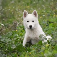 Chiots husky sibérien lof blancs – 6 mois – 2 mâle #3