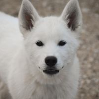 Chiots husky sibérien lof blancs – 6 mois – 2 mâle #5