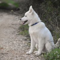 Chiots husky sibérien lof blancs – 6 mois – 2 mâle #6